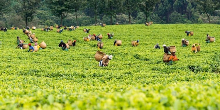 Inside the NSE: Limuru Tea (LIMT)