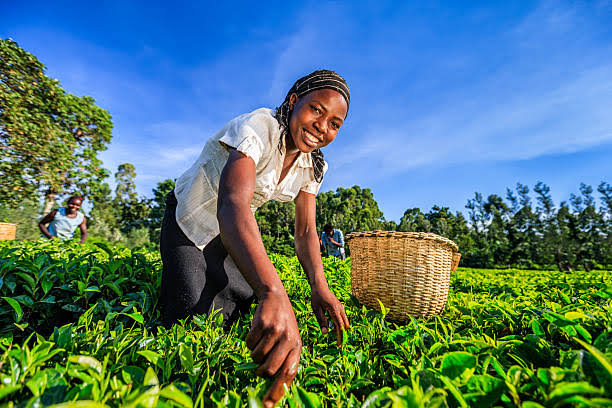 Inside NSE:Kapchorua Tea Kenya (KAPC)